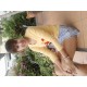 แพ้ใจ