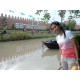 lilin