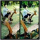 รูปภาพของ TomSML
