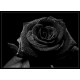 รูปภาพของ Blackrose รูปที 2