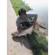 สมปอง