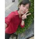 รูปภาพของ Diizkwan รูปที 5