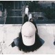 รูปภาพของ W