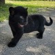 รูปภาพของ Catman