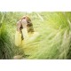 รูปภาพของ ขนม