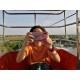 รูปภาพของ N