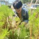 AA
