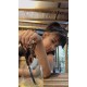 รูปภาพของ Jar