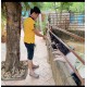 Ojoe