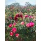 รูปภาพของ Aung รูปที 5