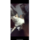 Petch