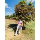 จอน