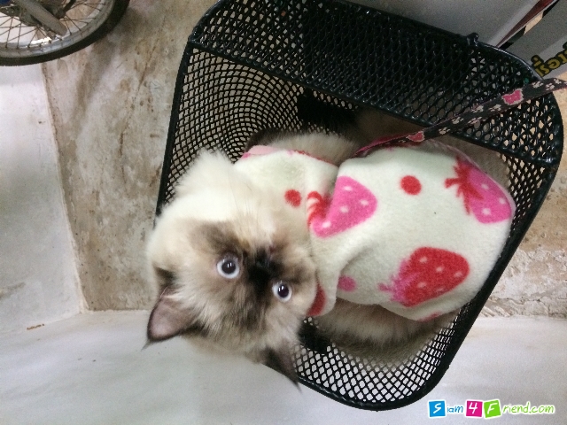 รักแมวด้วยน๊าาาาา น้องไข่หวาน